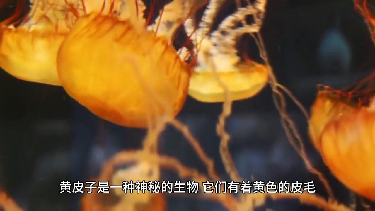 黄大仙免费论坛资料精准,黄大仙免费论坛资料精准，探索预测与信仰的交汇点